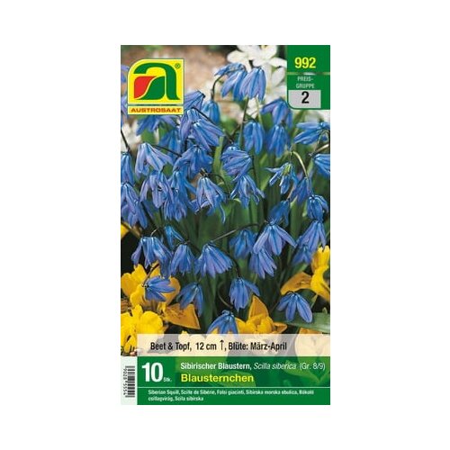 AUSTROSAAT Sibirska modra čebulica "Blausternchen" Cene