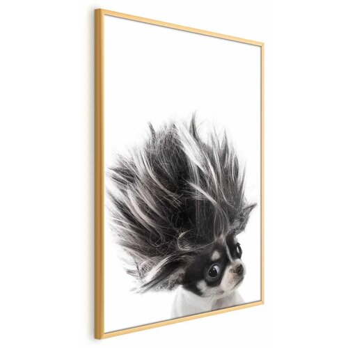  Plakat - Chihuahua 21x30 Zlatni okvir Cijene