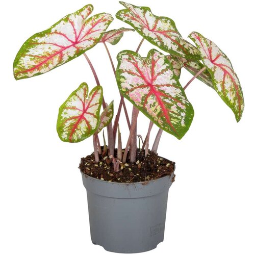 Plant in a Box kaladij - caladium 'tapestry' - višina 25-35cm - ⌀13cm, (21814282) Cene