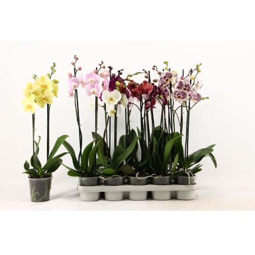 Rasadnik Topalović phalaenopsis mix 12/60 2 grane Cene