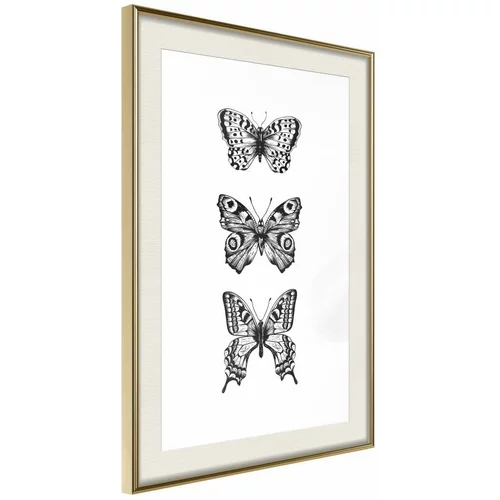  Poster - Butterfly Collection III 40x60