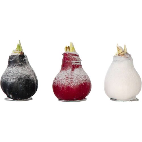 Plant in a Box Amarilis - Hippeastrum 'Wax Snow Mix' - Cvetna čebulica - Rdeča, (21739792) Cene