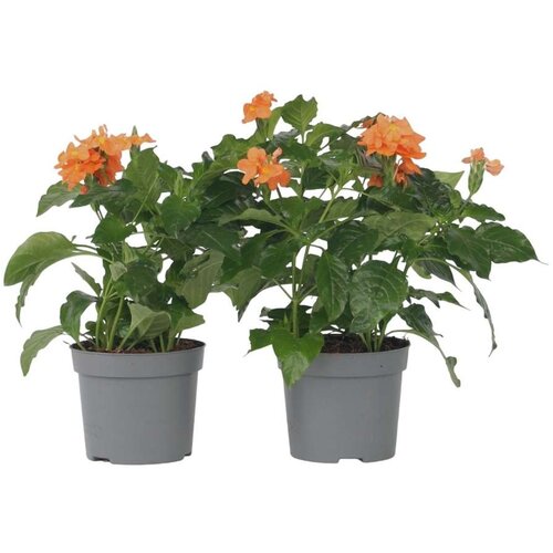 Plant in a Box Krosandra - 2 kos - Crossandra 'Fortuna' - Višina 20-30cm - ⌀13cm, (21758292) Cene