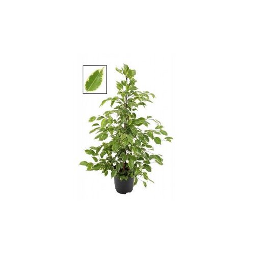  Ficus benjamin Green Kinky x 8 Cijene