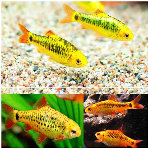 Akvarijum Centar Puntius semifasciolatus - Barbus zeleni Cene