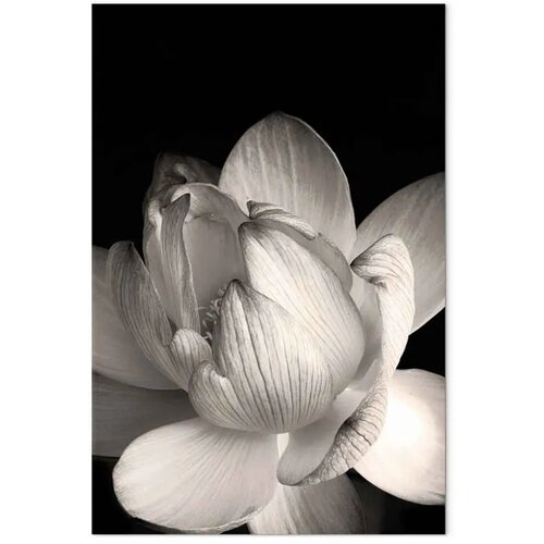  Slika - Delicacy of Petals in Nature (1-part) - Flower in Black and White 60x90 Cene