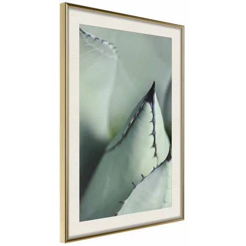  Poster - Young Leaf of Agave 20x30