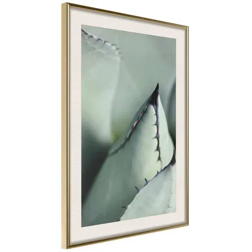  Poster - Young Leaf of Agave 20x30