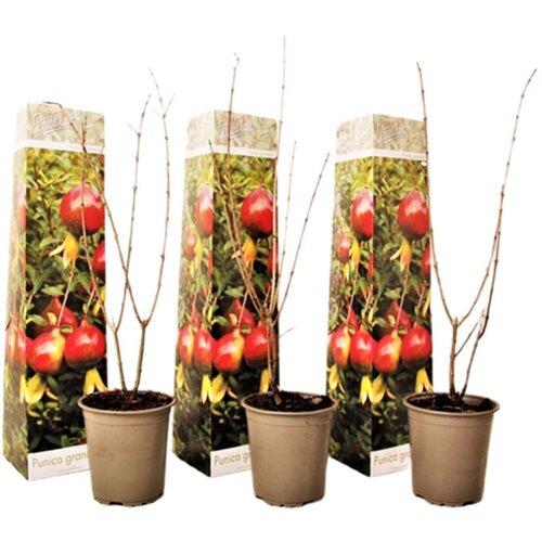 Plant in a Box granatno jabolko - 3 kos - punica granatum - višina 25-40cm - ⌀9cm, (21757534) Cene