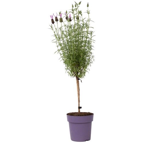 Plant in a Box lavendin - lavandula stoechas 'anouk' - višina 45-55cm - ⌀15cm, (21757715) Cene