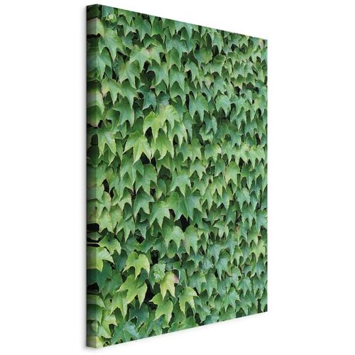  Slika - Thick Ivy (1 Part) Vertical 60x90 Cijene