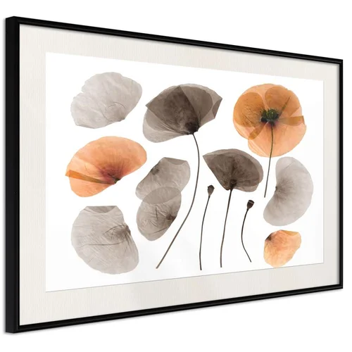  Poster - Dried Poppies 30x20