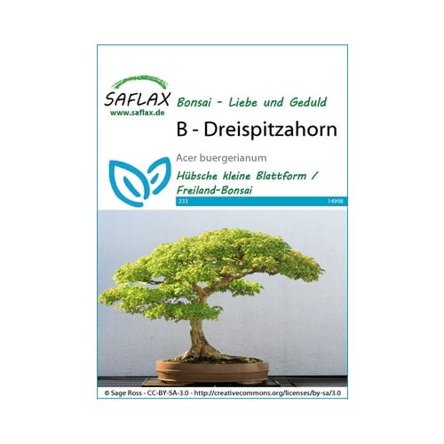 Saflax Bonsai - trizobi javor Cene
