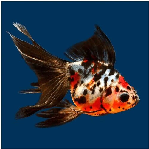  carassius auratus - japanka calico Cene