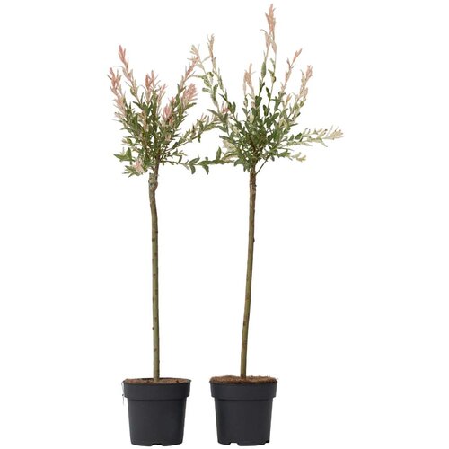 Plant in a Box Vrba - 2 kos - Salix integra 'Flamingo' - Višina 90-110cm - ⌀19cm, (21778530) Cene