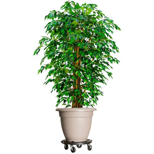 za biljke s kotačima promjer 40 cm crna 275 kg Cijene