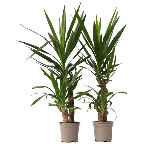 Plant in a Box prstasta juka - 2 kos - yucca elephantipes - višina 70-80cm - ⌀21cm, (21758046) Cene