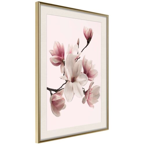  Poster - Blooming Magnolias I 40x60 Slike