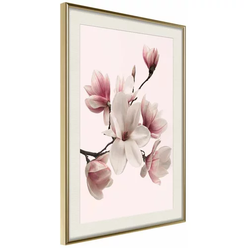  Poster - Blooming Magnolias I 40x60
