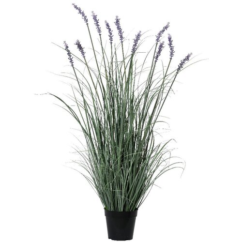 XXXL Ukrasna ve&amp;scaron;tačka biljka Lavanda u saksiji Slike