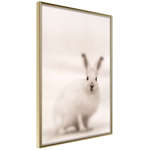  Poster - Curious Rabbit 40x60 Slike