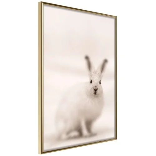  Poster - Curious Rabbit 40x60