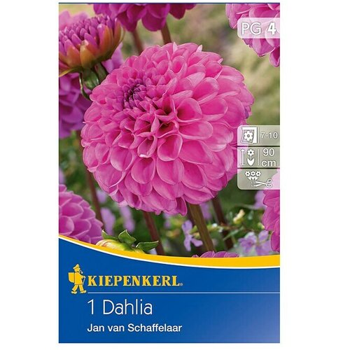 KIEPENKERL Lukovice jesenskog cvijeća (Dahlia 'Jan van Schaffelaar', 1 Kom.) Cijene