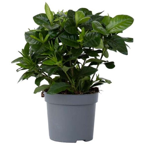 Plant in a Box navadna gardenija - gardenia jasminoides - višina 20-30cm - ⌀13cm, (21758265) Cene