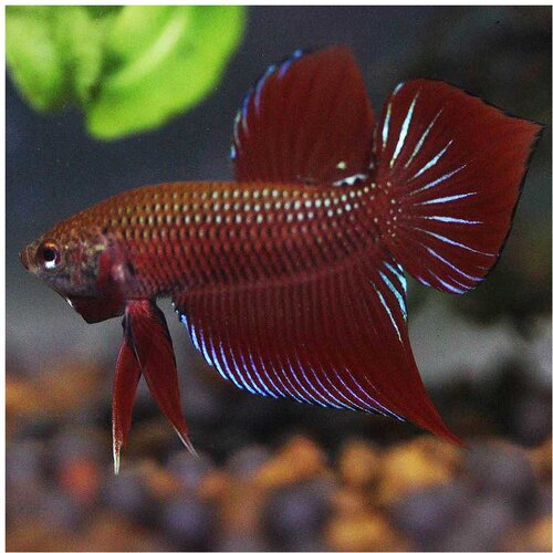 Akvarijum Centar Betta splendens - Sijamski borac Cene
