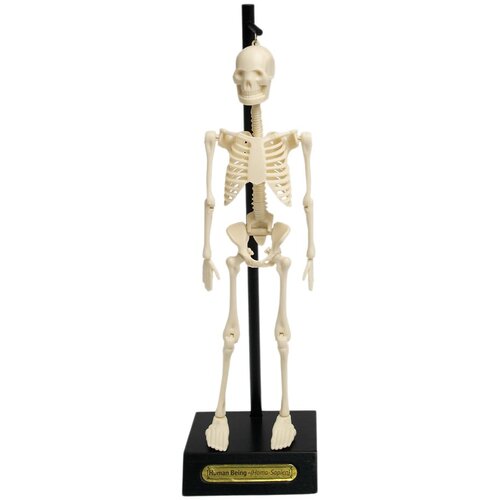 Rex London Okostnjak Anatomical Cene