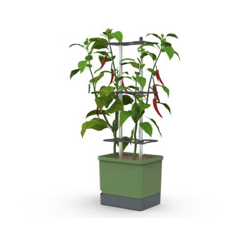 Gusta Garden CHARLY CHILI XL - temno zelena Cene