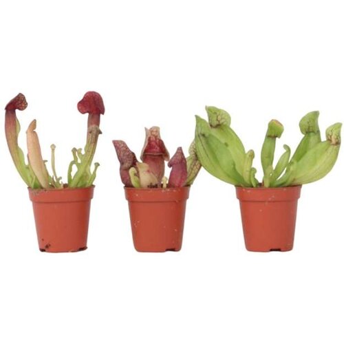 Plant in a Box škrlatna vrčkovka - 3 kos - sarracenia purpurea - višina 15-20cm - ⌀5,5cm, (21758061) Cene