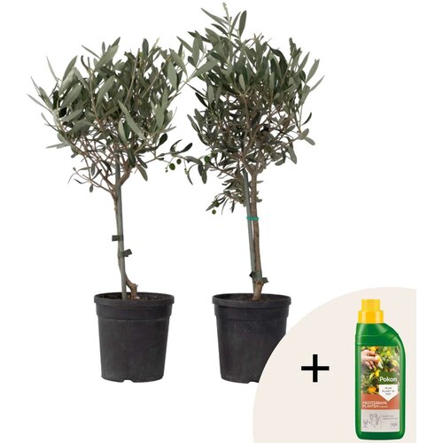 Plant in a Box Oljka - 2 kos - Olea europaea - Višina 50-60cm - ⌀14cm, (21873215) Cene