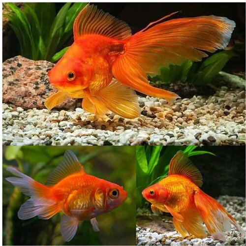 Akvarijum Centar Goldfish red Cene