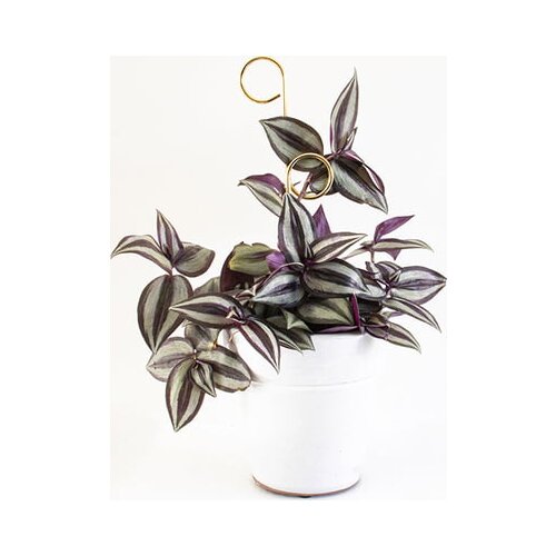 Botanopia Pomoč za plezalke "Mini Plant Stake" - Gold - Perch Cene