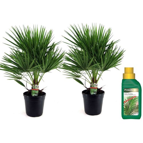 Plant in a Box evropska palma - 2 kos - chamaerops humilis - višina 70-80cm - ⌀21cm, (21757444) Cene