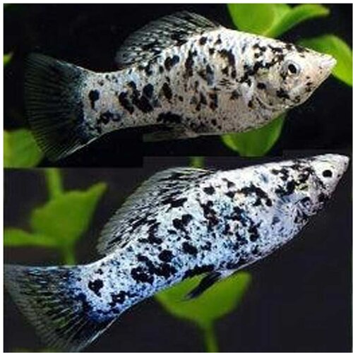  poecilia sphenops var. - moli marble Slike
