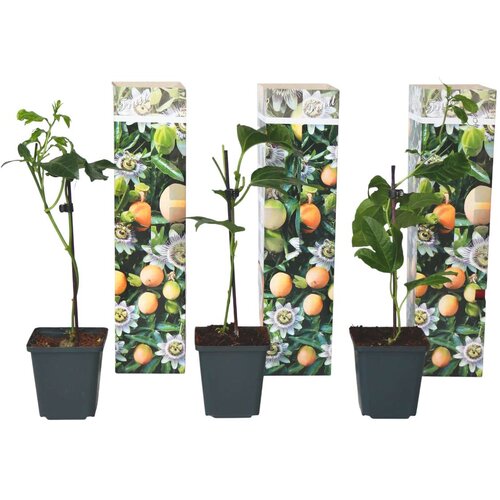Plant in a Box pasijonka - 3 kos - passiflora edulis 'frederick' - višina 25-40cm - ⌀9cm, (21757391) Cene