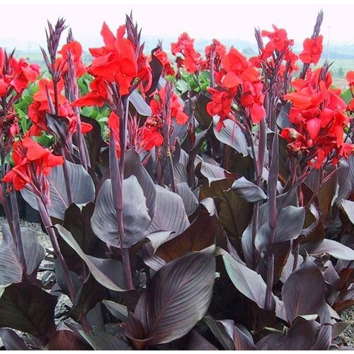 Royal De Ree Lukovica Kana - Canna Mix 3/1 Cene