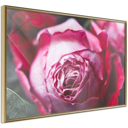  Poster - Blooming Rose 45x30 Slike