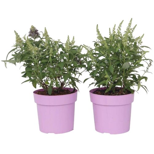 Plant in a Box davidov metuljnik - 2 kos - buddleja davidii 'candy' - višina 30-40cm - ⌀19cm, (21757491) Cene