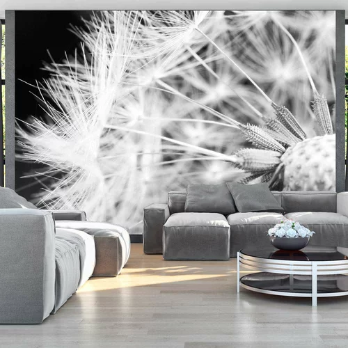  tapeta - Black and white dandelion 250x175