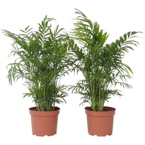 Plant in a Box gorska palma - 2 kos - chamaedorea elegans - višina 50-60cm - ⌀17cm, (21758054) Cene
