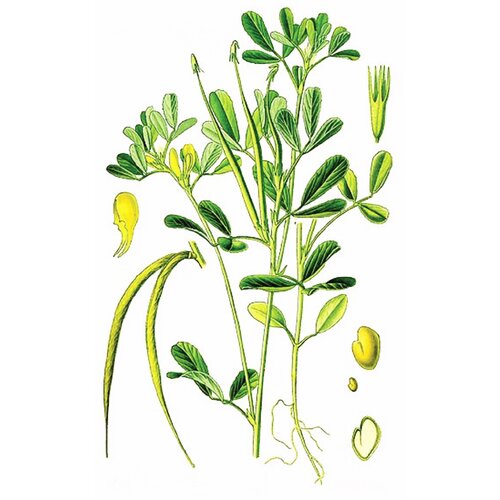 Rinfuz Grčko seme – Piskavica (Trigonella foenum graecum), 100g Slike