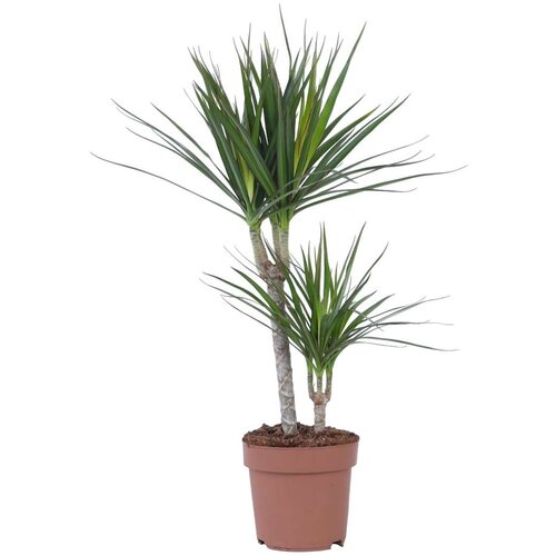 Plant in a Box dracena - dracaena marginata - višina 70-80cm - ⌀17cm, (21758049) Cene