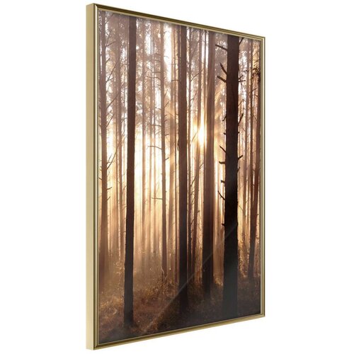  Poster - Morning in the Forest 40x60 Slike