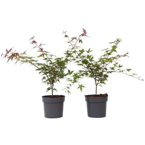 Plant in a Box japonski javor - 2 kos - acer palmatum 'beni maiko' - višina 60-70cm - ⌀19cm, (21757493) Cene