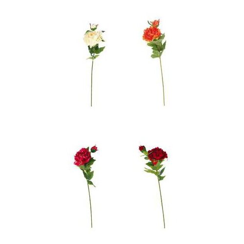  PEONIJA 66CM SORTO 80058 Cijene