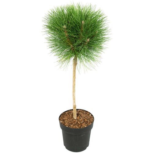 Plant in a Box bor - pinus &amp;#039;summer breeze&amp;#039; - vi&amp;scaron;ina 70-80cm - ⌀24cm, (21757656) Slike