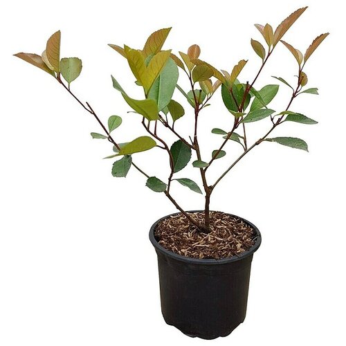  Photinia Red Robin (Phiotinia "Red Robin", Trenutna visina rasta: 120 cm) Cijene